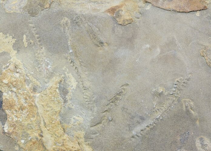 Cruziana (Fossil Trilobite Trackway) - Morocco #49205